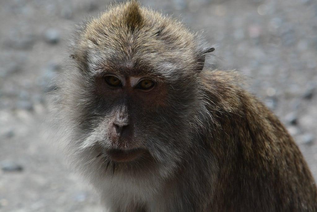 Alas Kedaton Monkey Forest: A Balinese Wildlife Sanctuary