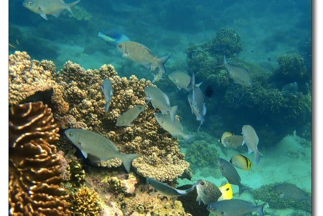 Snorkeling at Blue Lagoon with Private Pick Up Tour, Bali