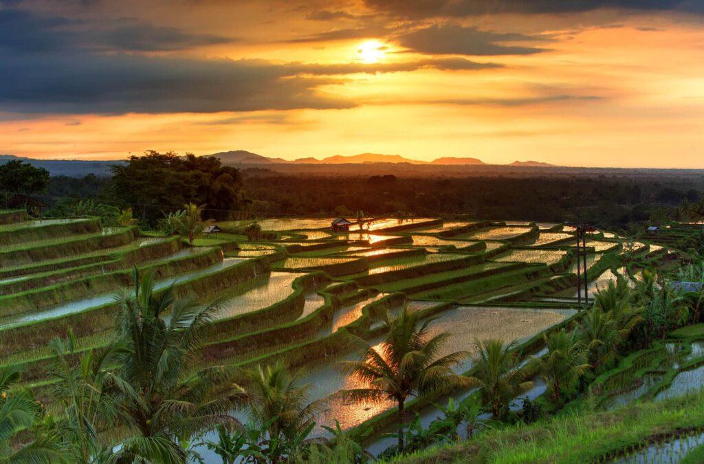 Jatiluwih Rice Terraces: UNESCO's Heritage of Lush Balinese Landscapes