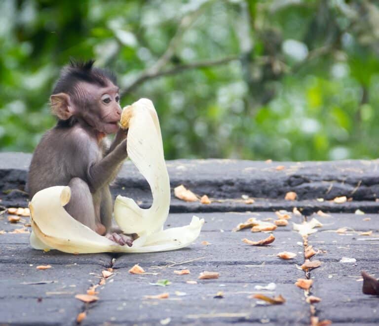 Sacred Monkey Forest